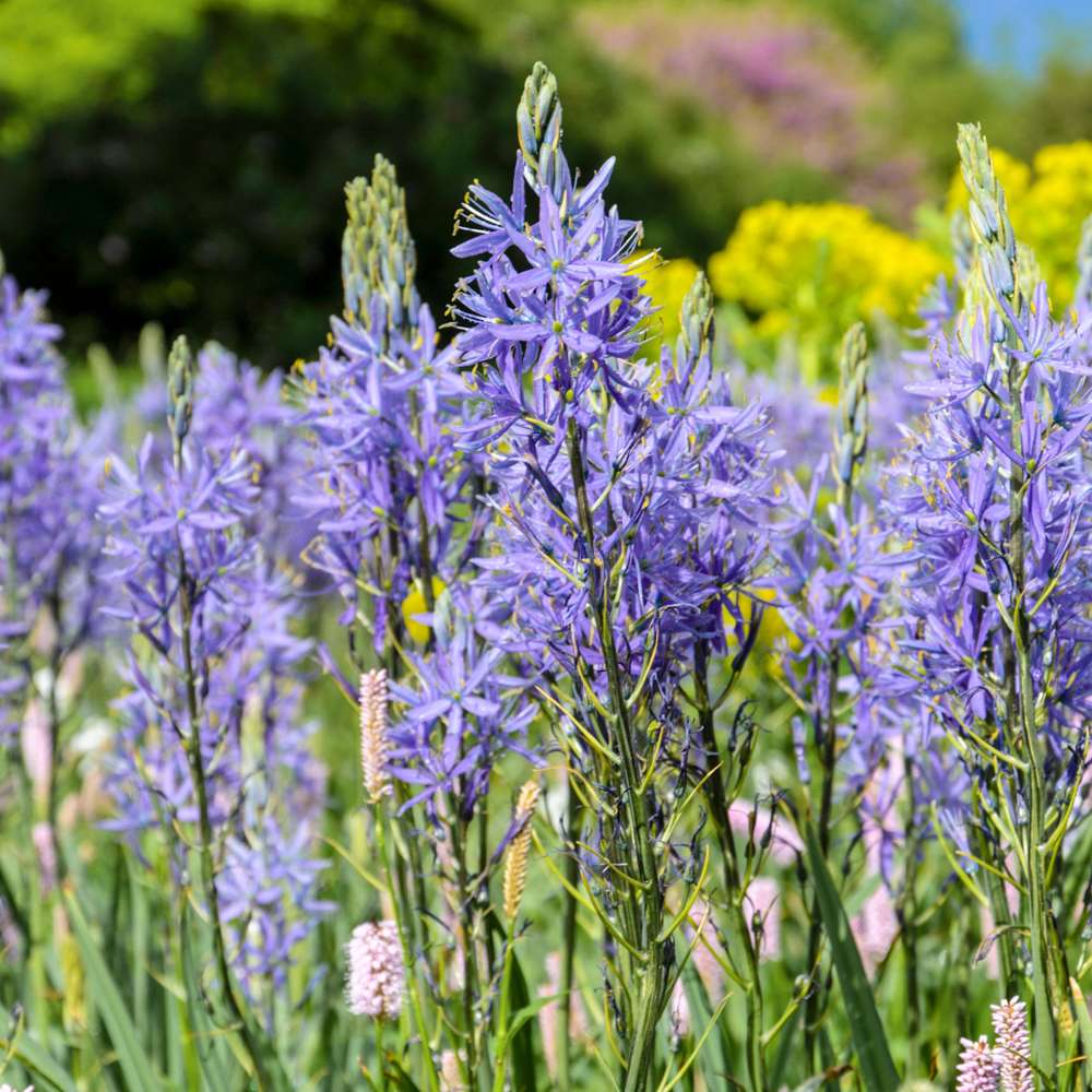 Prärieklocka Camassia quamash 'Caerulea'